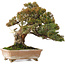 Juniperus chinensis Itoigawa, 22 cm, ± 25 jaar oud, met goed dood hout