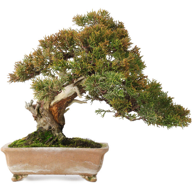 Juniperus chinensis Itoigawa, 22 cm, ± 25 anni, con buon legno morto