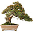Juniperus chinensis Itoigawa, 22 cm, ± 25 jaar oud, met goed dood hout