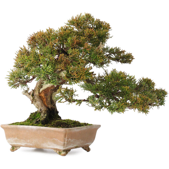 Juniperus chinensis Itoigawa, 22 cm, ± 25 anni, con buon legno morto