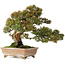 Juniperus chinensis Itoigawa, 22 cm, ± 25 jaar oud, met goed dood hout