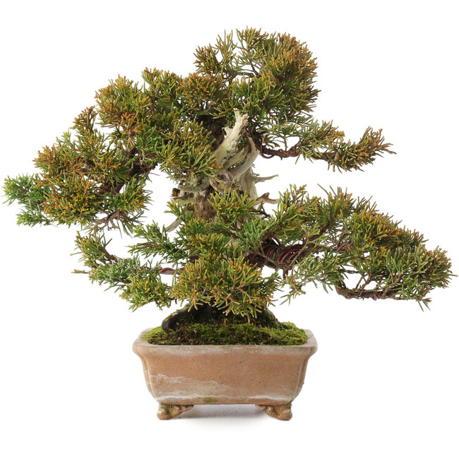 Juniperus chinensis Itoigawa, 22 cm, ± 25 Jahre alt, mit gutem Totholz