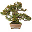 Juniperus chinensis Itoigawa, 22 cm, ± 25 jaar oud, met goed dood hout