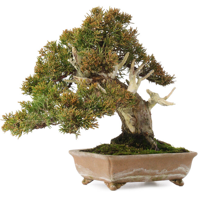 Juniperus chinensis Itoigawa, 22 cm, ± 25 years old, with good dead wood