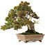 Juniperus chinensis Itoigawa, 22 cm, ± 25 anni, con buon legno morto