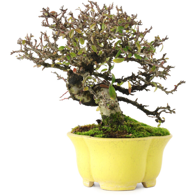 Cotoneaster horizontalis, 20,5 cm, ± 15 ans, dans un pot japonais fait main par Shibakatsu