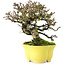 Cotoneaster Horizontalis, 20,5 cm, ± 15 anni, in un vaso giapponese fatto a mano da Shibakatsu