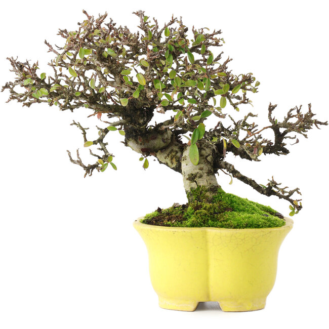 Cotoneaster Horizontalis, 20,5 cm, ± 15 anni, in un vaso giapponese fatto a mano da Shibakatsu