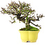 Cotoneaster horizontalis, 20,5 cm, ± 15 ans, dans un pot japonais fait main par Shibakatsu