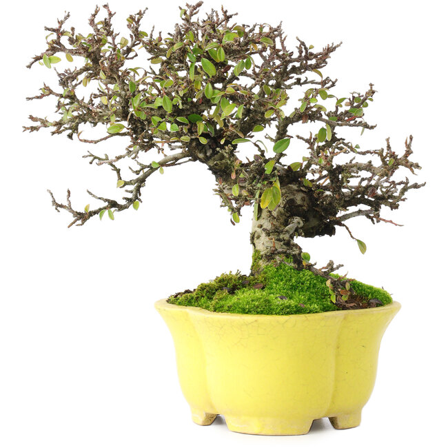 Cotoneaster horizontalis, 20,5 cm, ± 15 years old, in a handmade Japanese pot by Shibakatsu