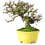 Cotoneaster horizontalis, 20,5 cm, ± 15 ans, dans un pot japonais fait main par Shibakatsu