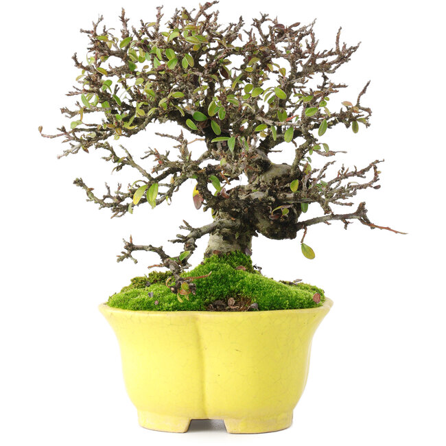 Cotoneaster horizontalis, 20,5 cm, ± 15 years old, in a handmade Japanese pot by Shibakatsu