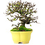 Cotoneaster horizontalis, 20,5 cm, ± 15 ans, dans un pot japonais fait main par Shibakatsu