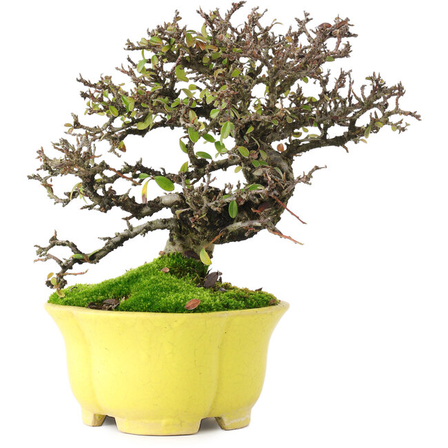Cotoneaster horizontalis, 20,5 cm, ± 15 años, en maceta japonesa hecha a mano por Shibakatsu