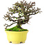 Cotoneaster horizontalis, 20,5 cm, ± 15 ans, dans un pot japonais fait main par Shibakatsu