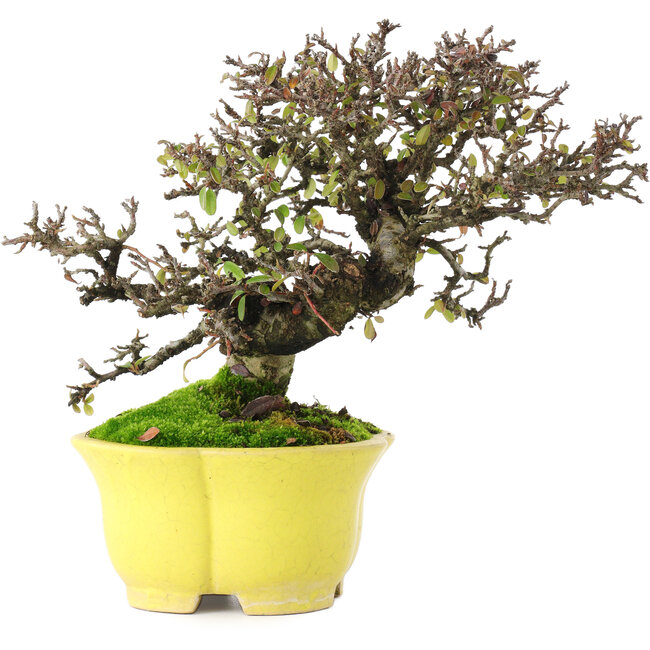 Cotoneaster horizontalis, 20,5 cm, ± 15 ans, dans un pot japonais fait main par Shibakatsu