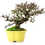 Cotoneaster horizontalis, 20,5 cm, ± 15 años, en maceta japonesa hecha a mano por Shibakatsu