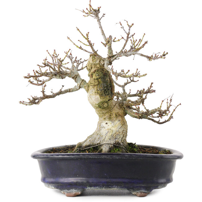 Acer palmatum Shishigashira, 23,7 cm, ± 25 ans, dans un pot chinois fait main