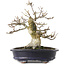 Acer palmatum Shishigashira, 23,7 cm, ± 25 ans, dans un pot chinois fait main