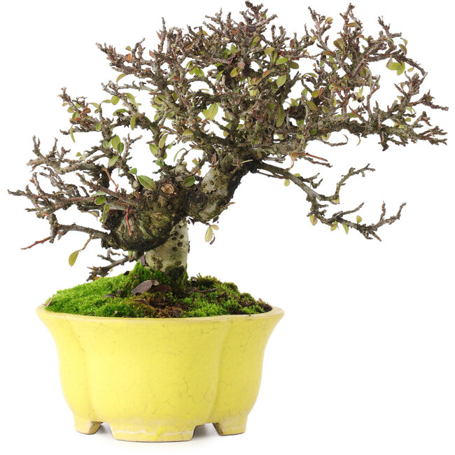 Cotoneaster horizontalis, 20,5 cm, ± 15 years old, in a handmade Japanese pot by Shibakatsu