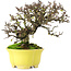 Cotoneaster horizontalis, 20,5 cm, ± 15 ans, dans un pot japonais fait main par Shibakatsu