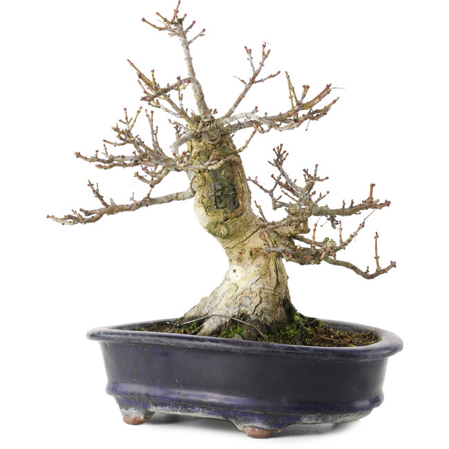 Acer palmatum Shishigashira, 23,7 cm, ± 25 jaar oud, in een handgemaakte Chinese pot