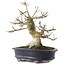 Acer palmatum Shishigashira, 23,7 cm, ± 25 ans, dans un pot chinois fait main