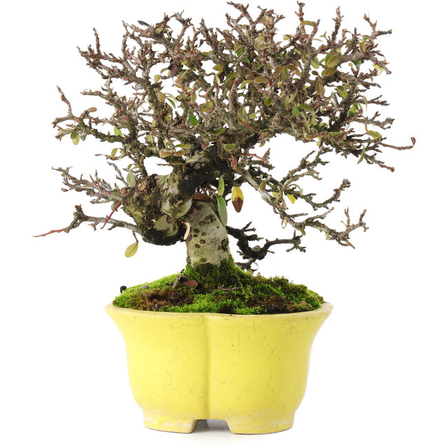 Cotoneaster horizontalis, 20,5 cm, ± 15 Jahre alt, in einem handgefertigten japanischen Topf von Shibakatsu