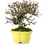 Cotoneaster Horizontalis, 20,5 cm, ± 15 anni, in un vaso giapponese fatto a mano da Shibakatsu