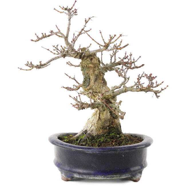 Acer palmatum Shishigashira, 23,7 cm, ± 25 jaar oud, in een handgemaakte Chinese pot