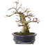 Acer palmatum Shishigashira, 23,7 cm, ± 25 ans, dans un pot chinois fait main