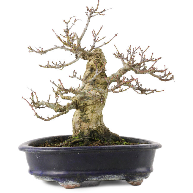 Acer palmatum Shishigashira, 23,7 cm, ± 25 Jahre alt, in einem handgefertigten chinesischen Topf