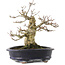 Acer palmatum Shishigashira, 23,7 cm, ± 25 ans, dans un pot chinois fait main