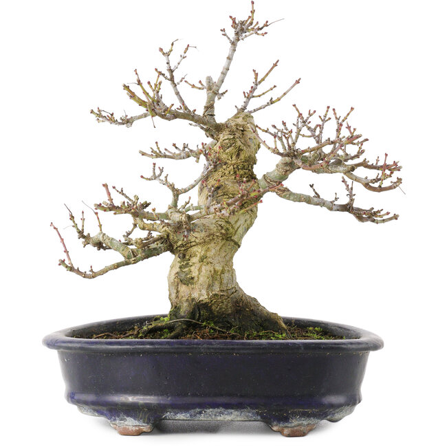 Acer palmatum Shishigashira, 23,7 cm, ± 25 jaar oud, in een handgemaakte Chinese pot