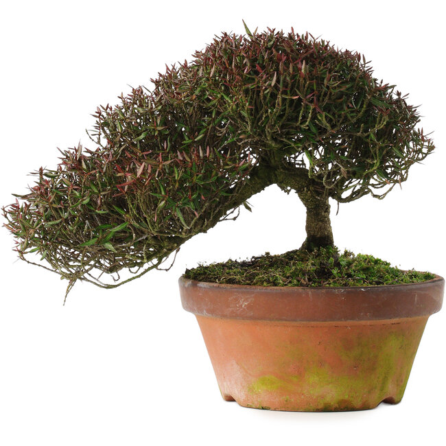 Trachelospermum asiaticum, 20 cm, ± 30 jaar oud
