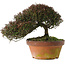 Trachelospermum asiaticum, 20 cm, ± 30 jaar oud