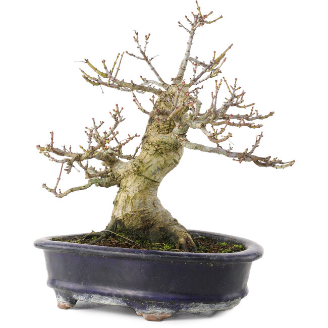 Acer palmatum Shishigashira, 23,7 cm, ± 25 jaar oud, in een handgemaakte Chinese pot