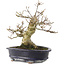 Acer palmatum Shishigashira, 23,7 cm, ± 25 ans, dans un pot chinois fait main