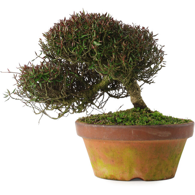 Trachelospermum asiaticum, 20 cm, ± 30 years old