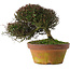 Trachelospermum asiaticum, 20 cm, ± 30 jaar oud