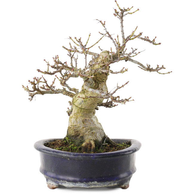Acer palmatum Shishigashira, 23,7 cm, ± 25 años, en maceta china hecha a mano