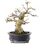 Acer palmatum Shishigashira, 23,7 cm, ± 25 ans, dans un pot chinois fait main