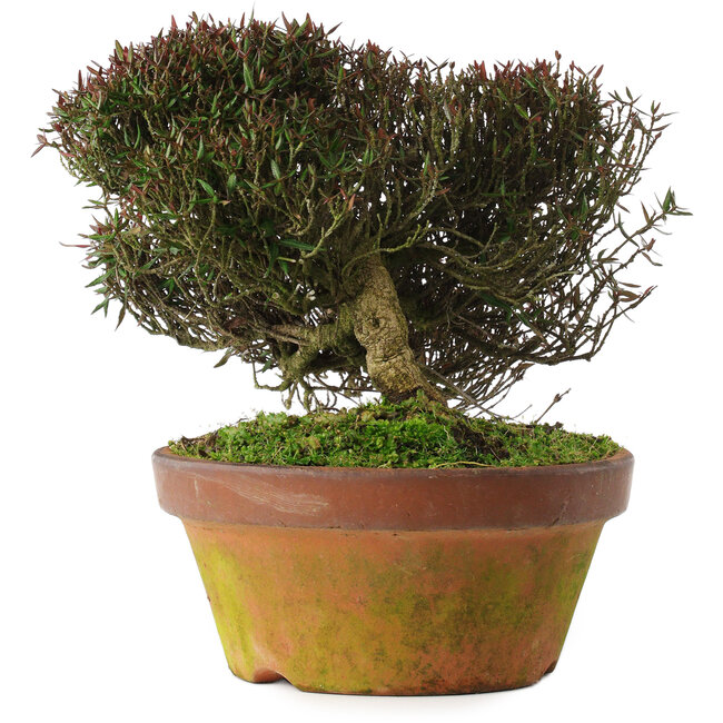 Trachelospermum asiaticum, 20 cm, ± 30 jaar oud