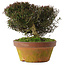 Trachelospermum asiaticum, 20 cm, ± 30 jaar oud