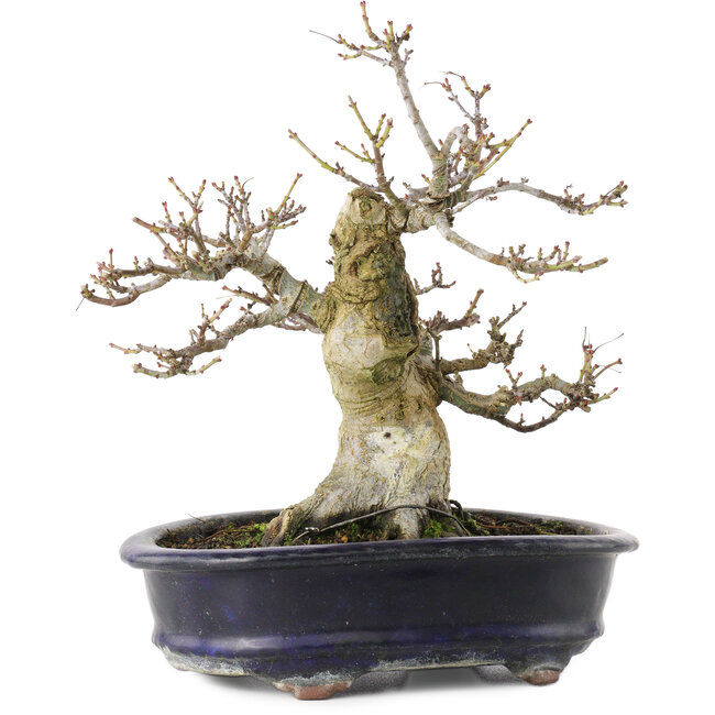 Acer palmatum Shishigashira, 23,7 cm, ± 25 Jahre alt, in einem handgefertigten chinesischen Topf