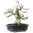 Acer palmatum Shishigashira, 23,7 cm, ± 25 ans, dans un pot chinois fait main
