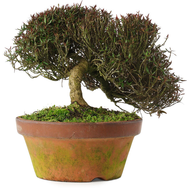 Trachelospermum asiaticum, 20 cm, ± 30 años