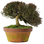 Trachelospermum asiaticum, 20 cm, ± 30 jaar oud