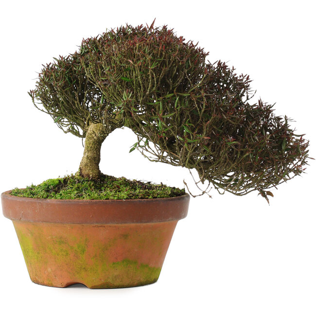 Trachelospermum asiaticum, 20 cm, ± 30 years old