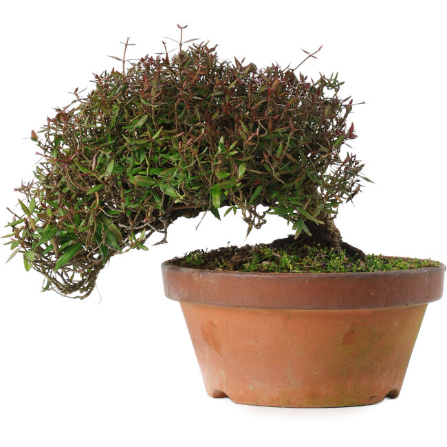 Trachelospermum asiaticum, 18,5 cm, ± 30 jaar oud